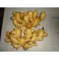 Different Sizes of Fresh Ginger In Different Packagings